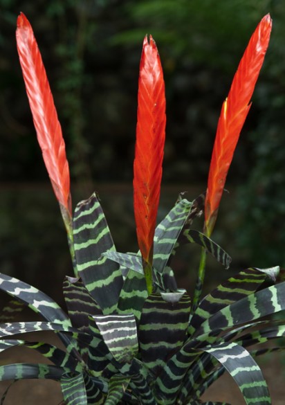Vriesia splendens